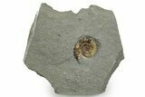 Jurassic Ammonite (Promicroceras) Fossil - Lyme Regis #351285-1